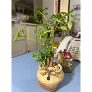 富貴樹- 優惠推薦- 2025年12月| 蝦皮購物台灣