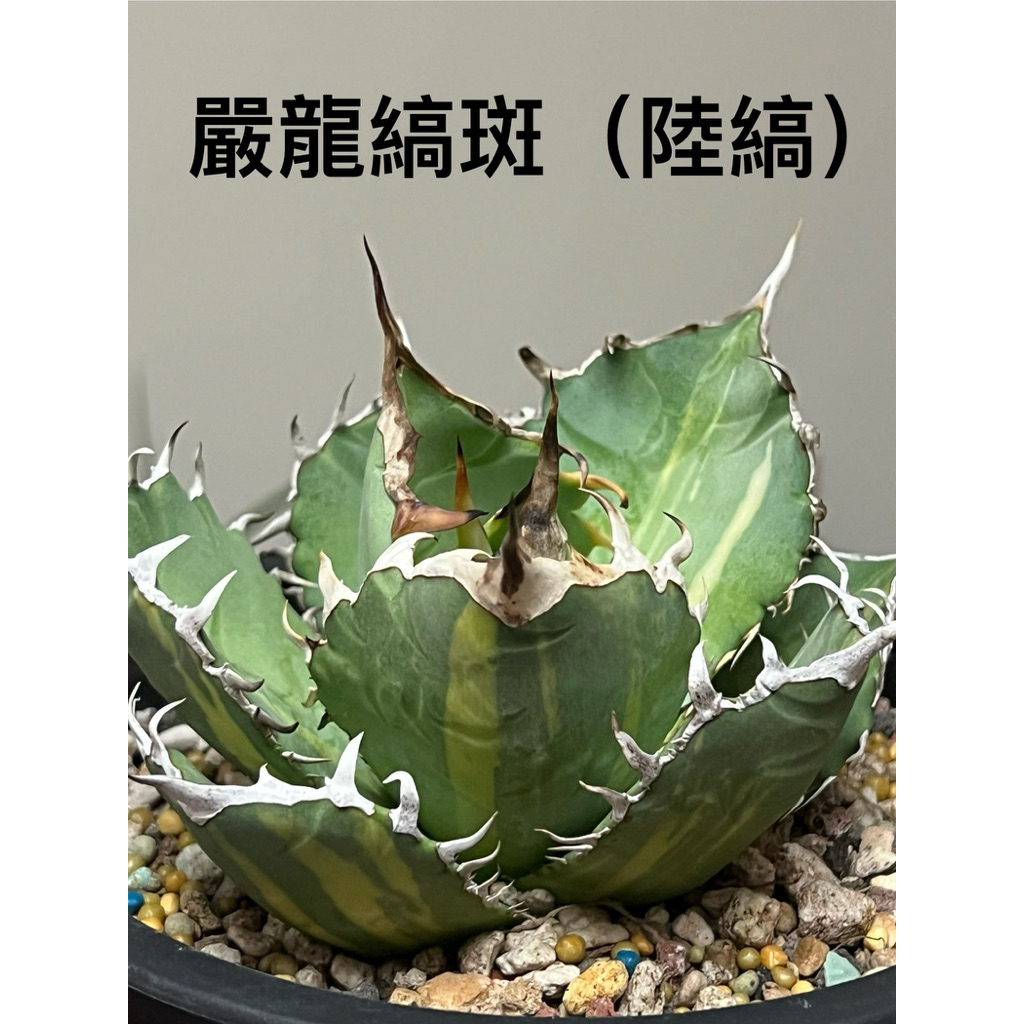 嚴龍縞斑（陸縞）/嚴龍/龍舌蘭/側芽 | 蝦皮購物