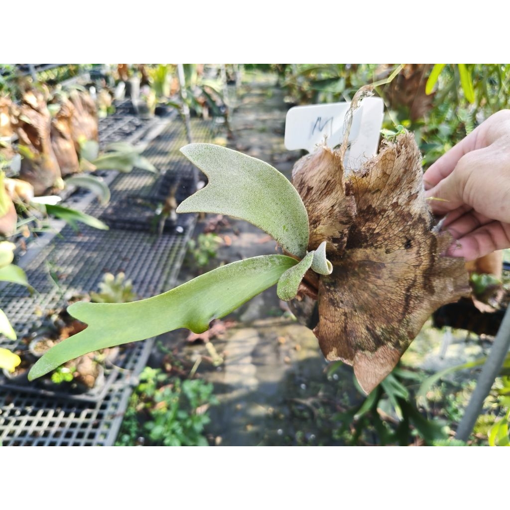 P. willinckii cv. Scofield tatsuta 鹿角蕨| 蝦皮購物
