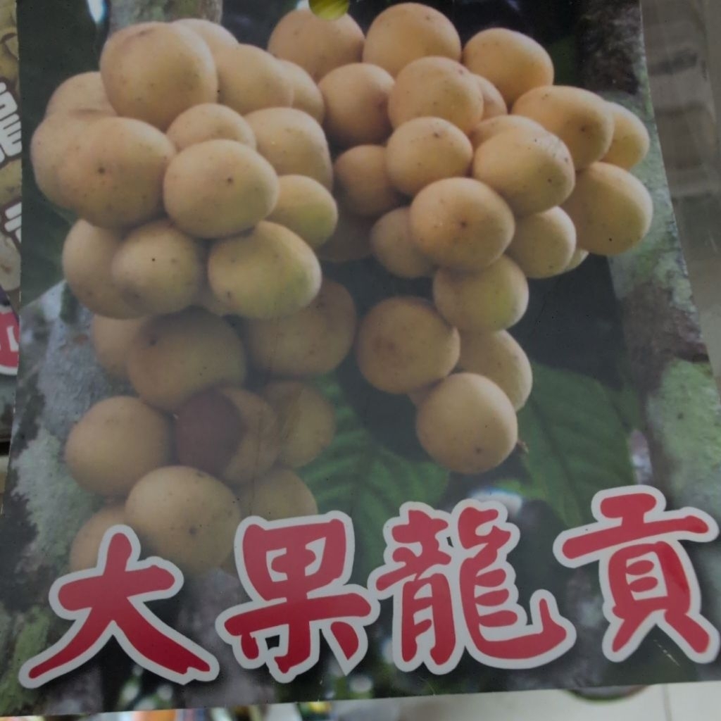 大果龍貢高壓苗，大果龍貢苗 | 蝦皮購物