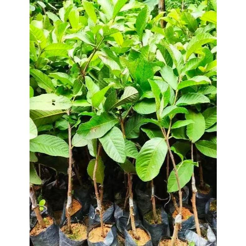 梨仔拔盆栽 嫁接果樹苗芭樂品種 番石榴苗 梨仔芭 4吋 | 蝦皮購物