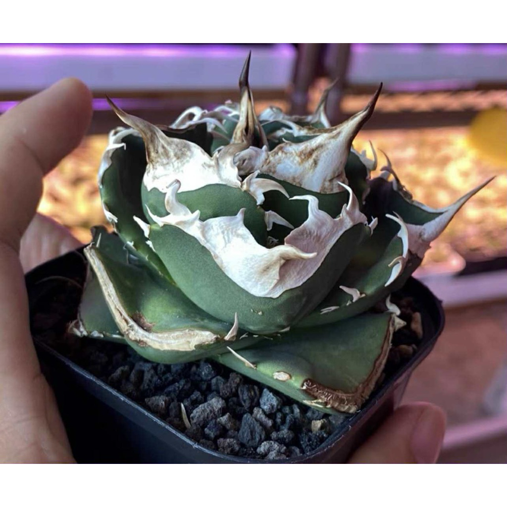 陸版大白鯊嚴龍 一物一拍 龍舌蘭科 多肉 陽光美錦DAYLIGHT PLANTS | 蝦皮購物