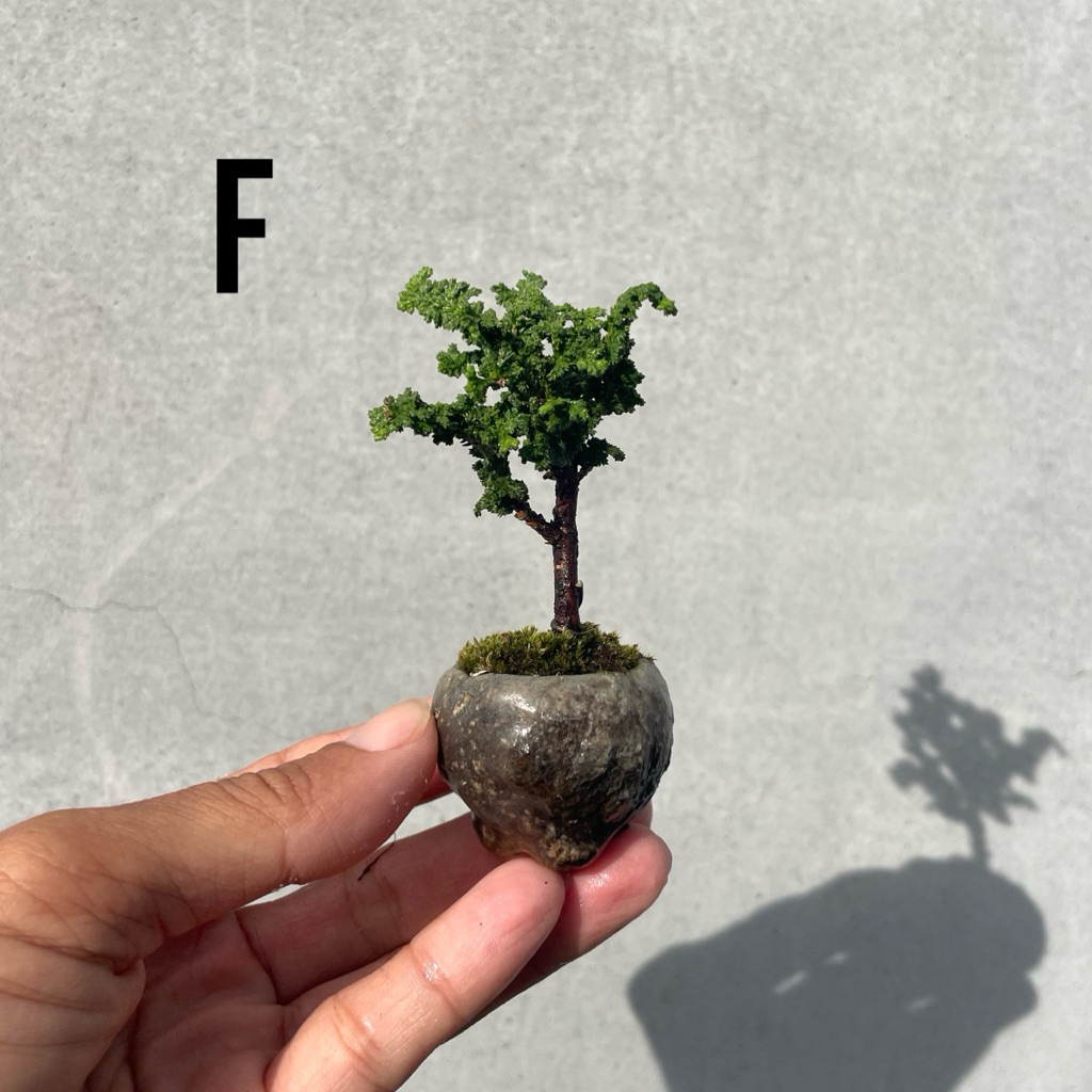 小品盆栽　石化檜　高級盆栽 野趣小品盆栽》石化檜·迷你盆栽·豆盆栽| 蝦皮購物