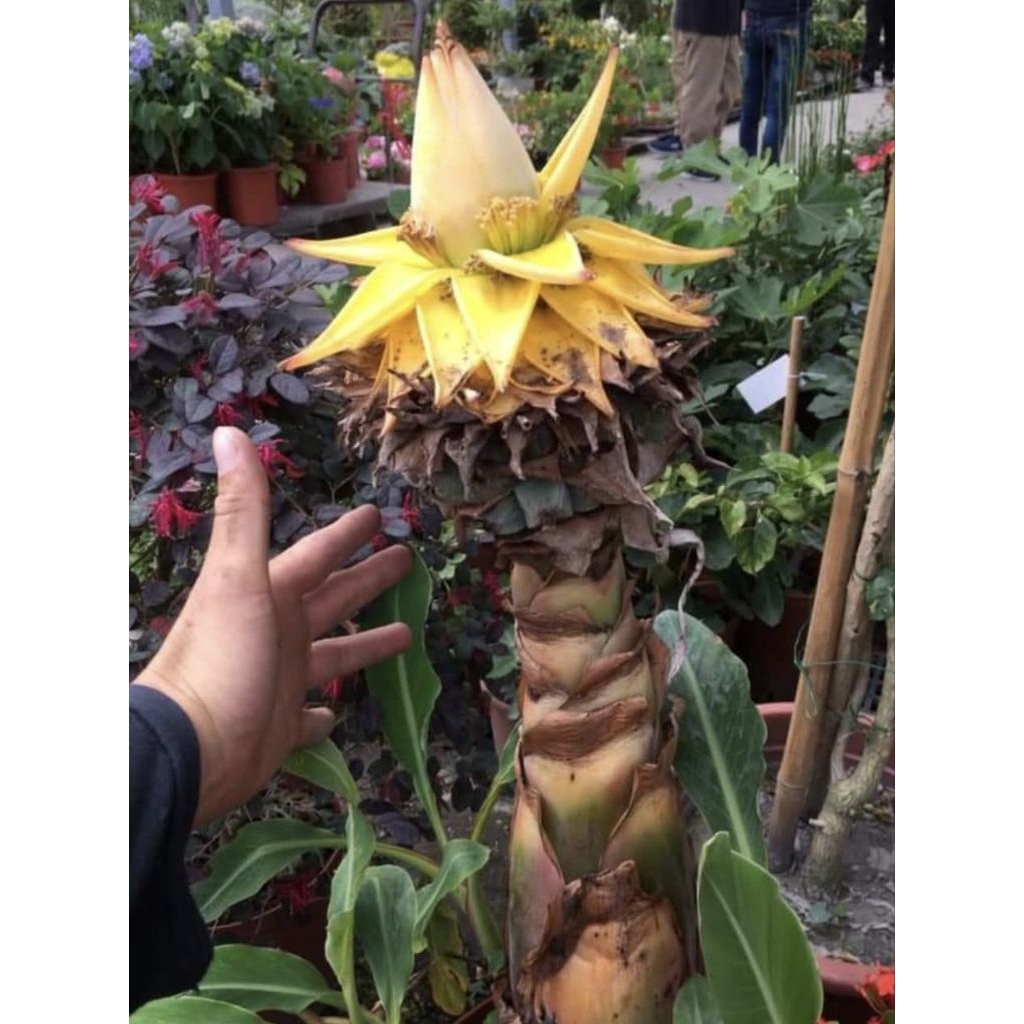 小農之家**優質種苗佛花之一「 地湧金蓮」苗目前沒葉子高30cm | 蝦皮購物