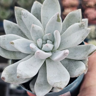 雪天使- 優惠推薦- 2025年11月| 蝦皮購物台灣