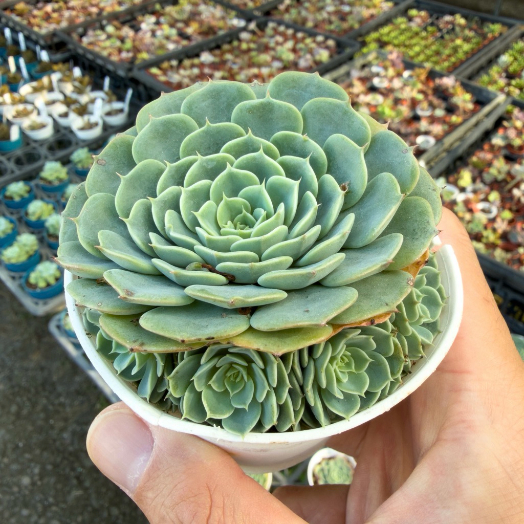 花田多肉》🌵【七福神】 3吋盆多肉植物/多肉/戶外植物/景天科| 蝦皮購物