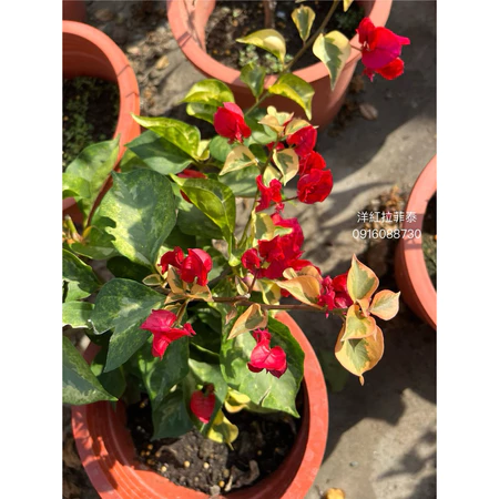 各種九重葛現剪枝條 洋紅拉菲泰