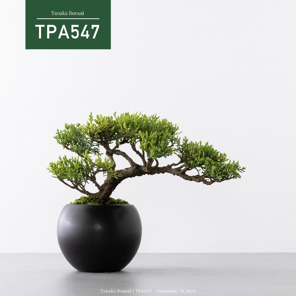 Tanaka Bonsai】TPA547 紀州真柏/鐵柏盆景（不含展示架）｜松柏盆栽