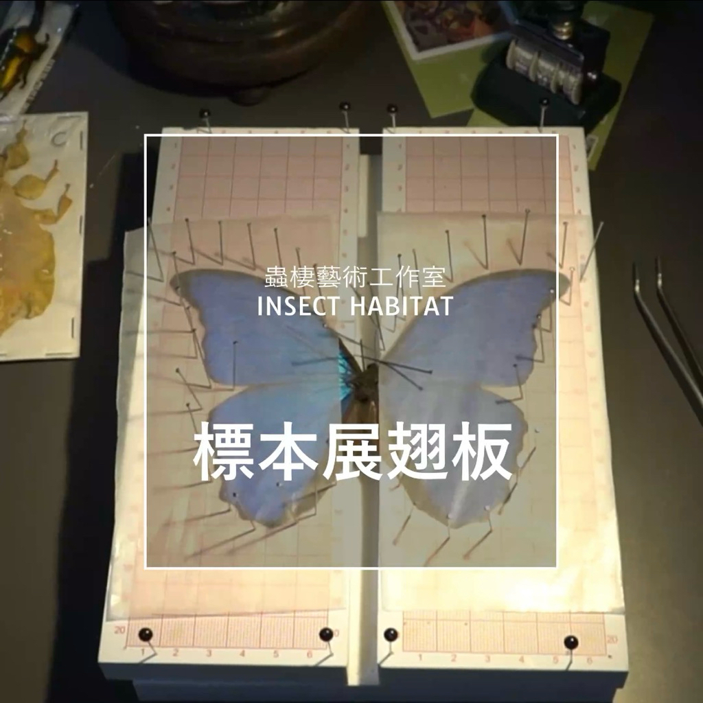 展翅板 23個 【公式通販】