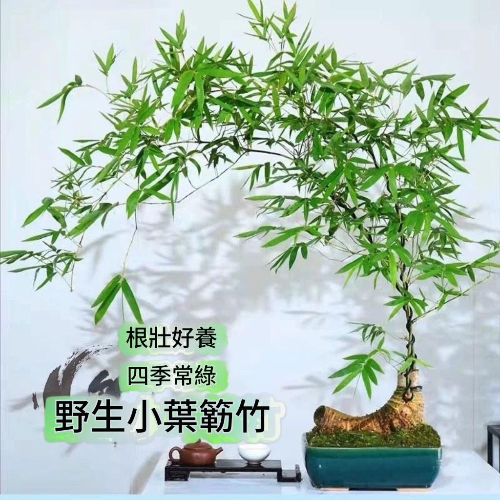 園藝優選【小葉簕竹】觀賞盆景 簕竹老樁 四季長青 富貴竹 節節高升 竹報平安 綠植盆栽 室內好養 水竹盆景 | 蝦皮購物