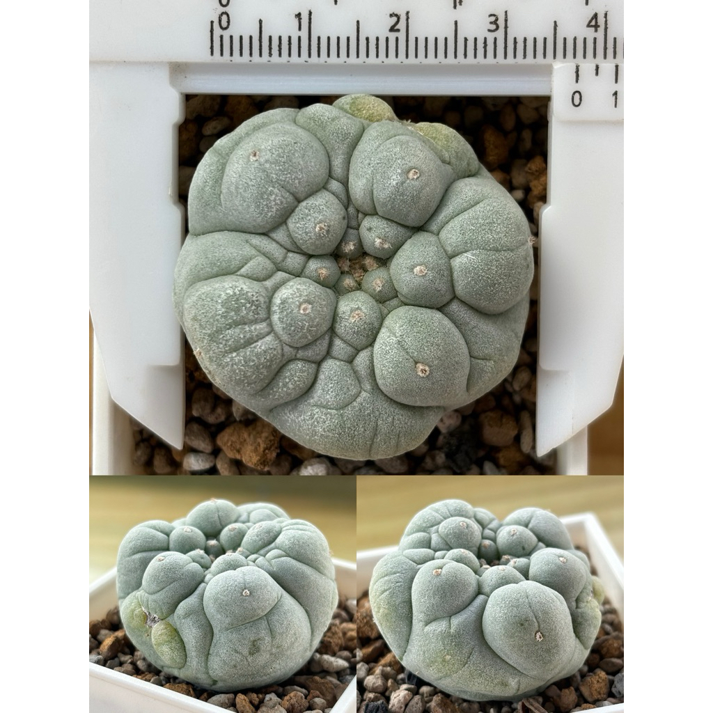 🌵植間綠洲｜大疣皺疣銀冠玉短台降開粉花🌸 含盆寄出Lophophora fricii