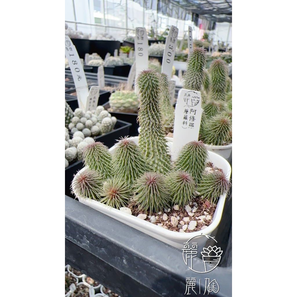 多肉植物^o^  希少！阿修羅 麗加-阿修羅-蘿藦科-開花特殊收藏品種市場較少見分芽性好、好養好顧