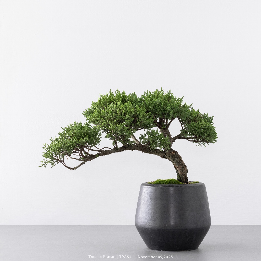 Tanaka Bonsai】TPA541 日本紀州真柏盆景｜松柏盆栽| 蝦皮購物