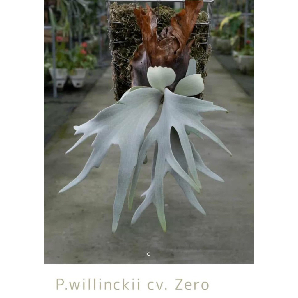 P.willinckii cv Zero （POP） 蕨的想買就買］P. willinckii cv. Zero Sporeling 零孢子苗鹿角蕨/新手