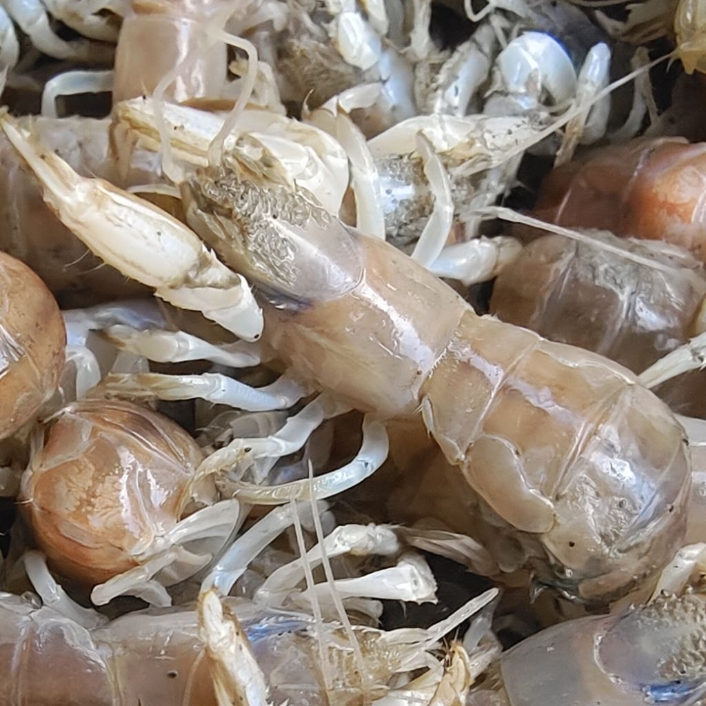 蝦猴｜優惠推薦 - 蝦皮購物 - 2026年8月