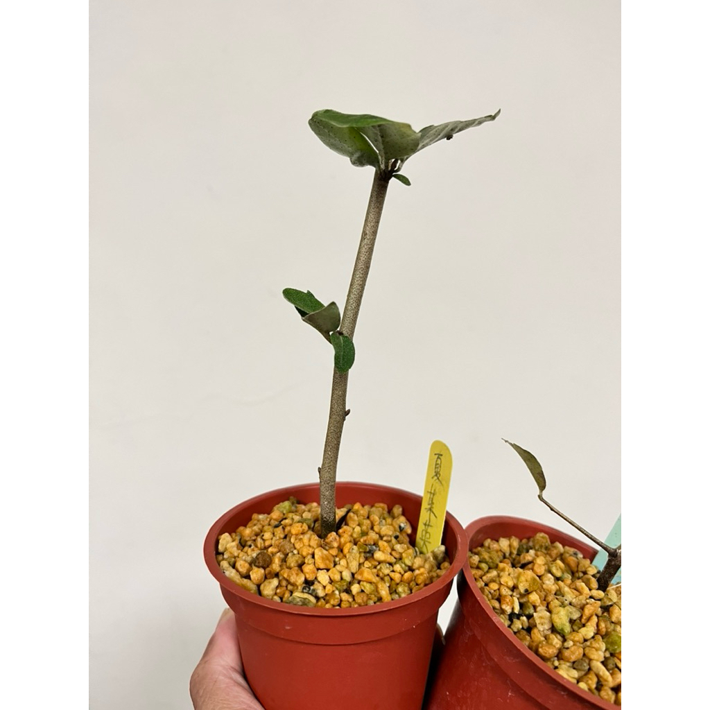 台湾茱萸盆栽 Elaeagnus formosana Bonsai 台湾茱萸（グミ） 盆栽：The 8th World