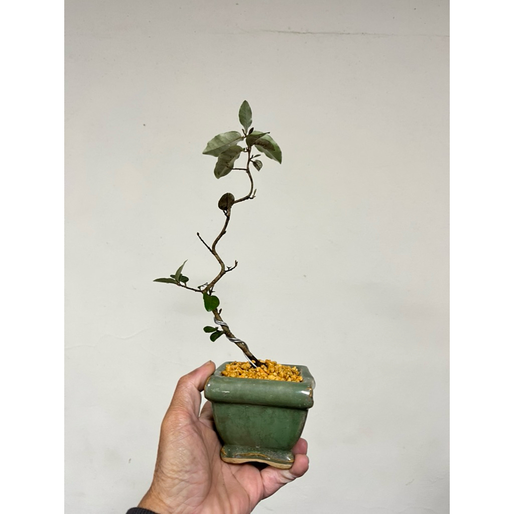 優勢】日本寒茱萸素材| 蝦皮購物