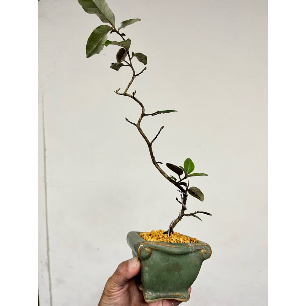 優勢】日本寒茱萸素材| 蝦皮購物