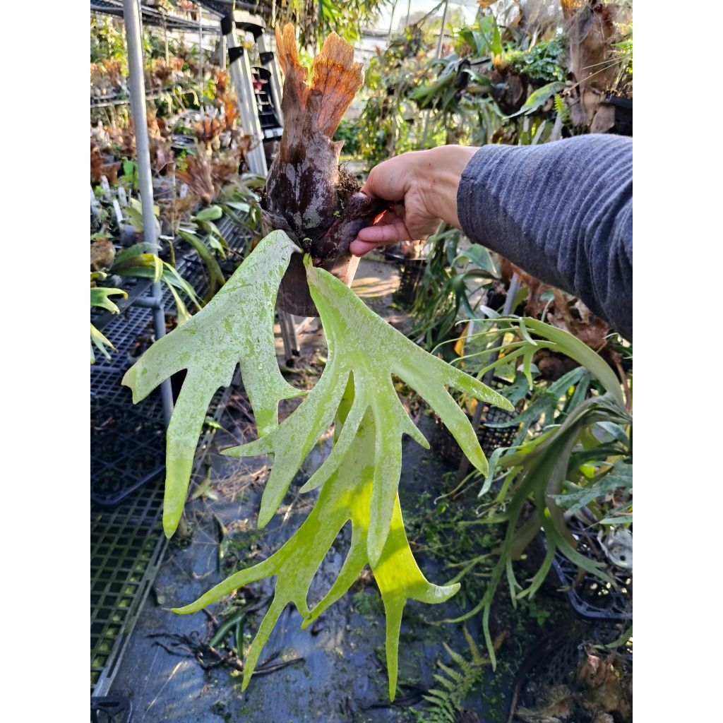 P. willinckii cv. Silvery Extra 鹿角蕨| 蝦皮購物