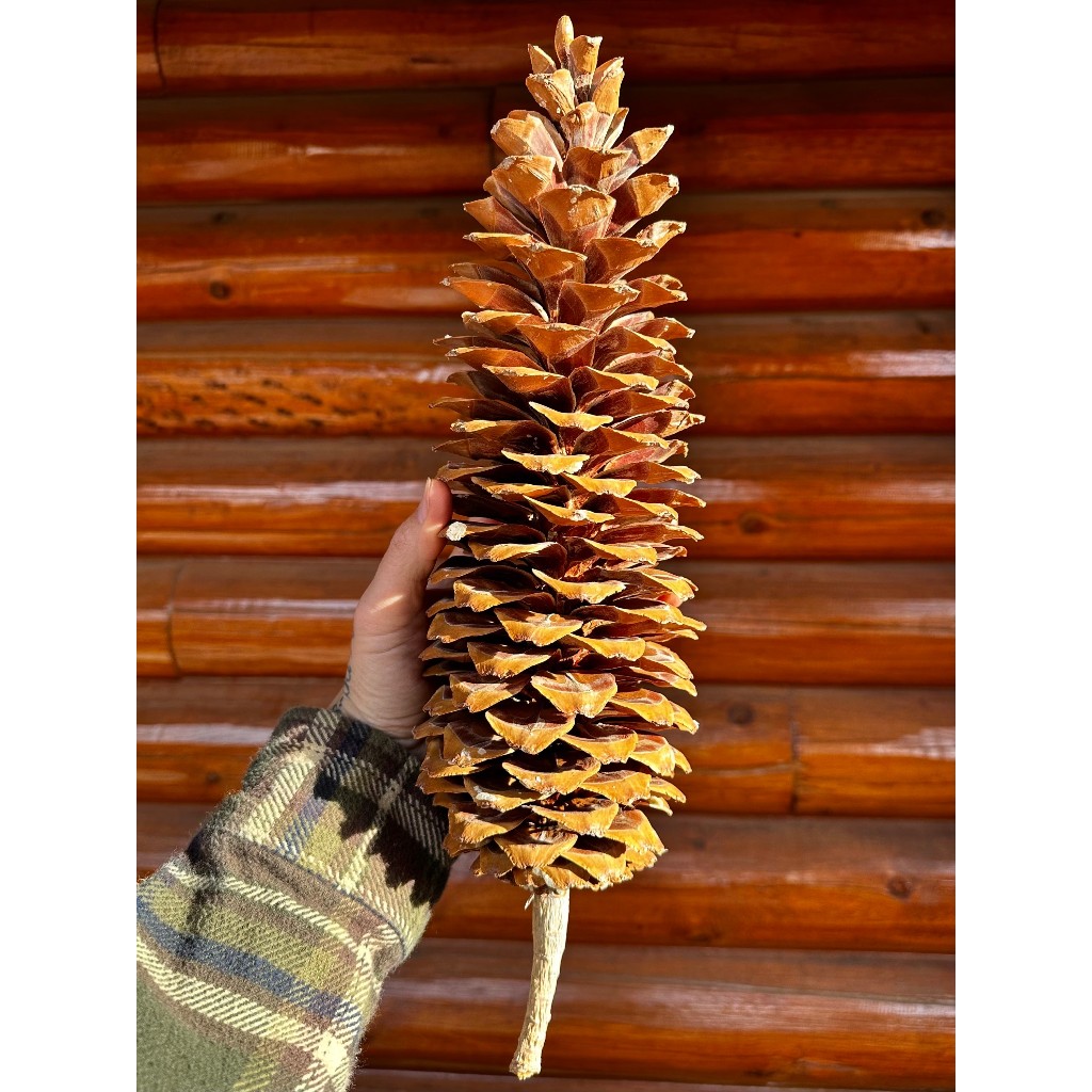 Pinus lambertiana 糖松 實生苗 所有針葉樹中最長的球果 | 蝦皮購物