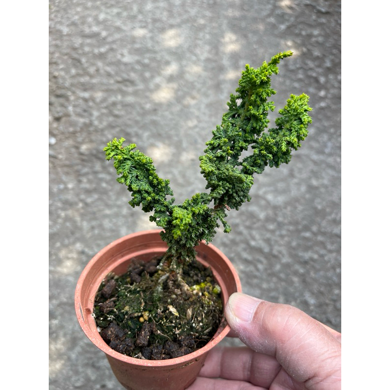 日本石化檜｜3吋盆～小品盆栽⋯ | 蝦皮購物