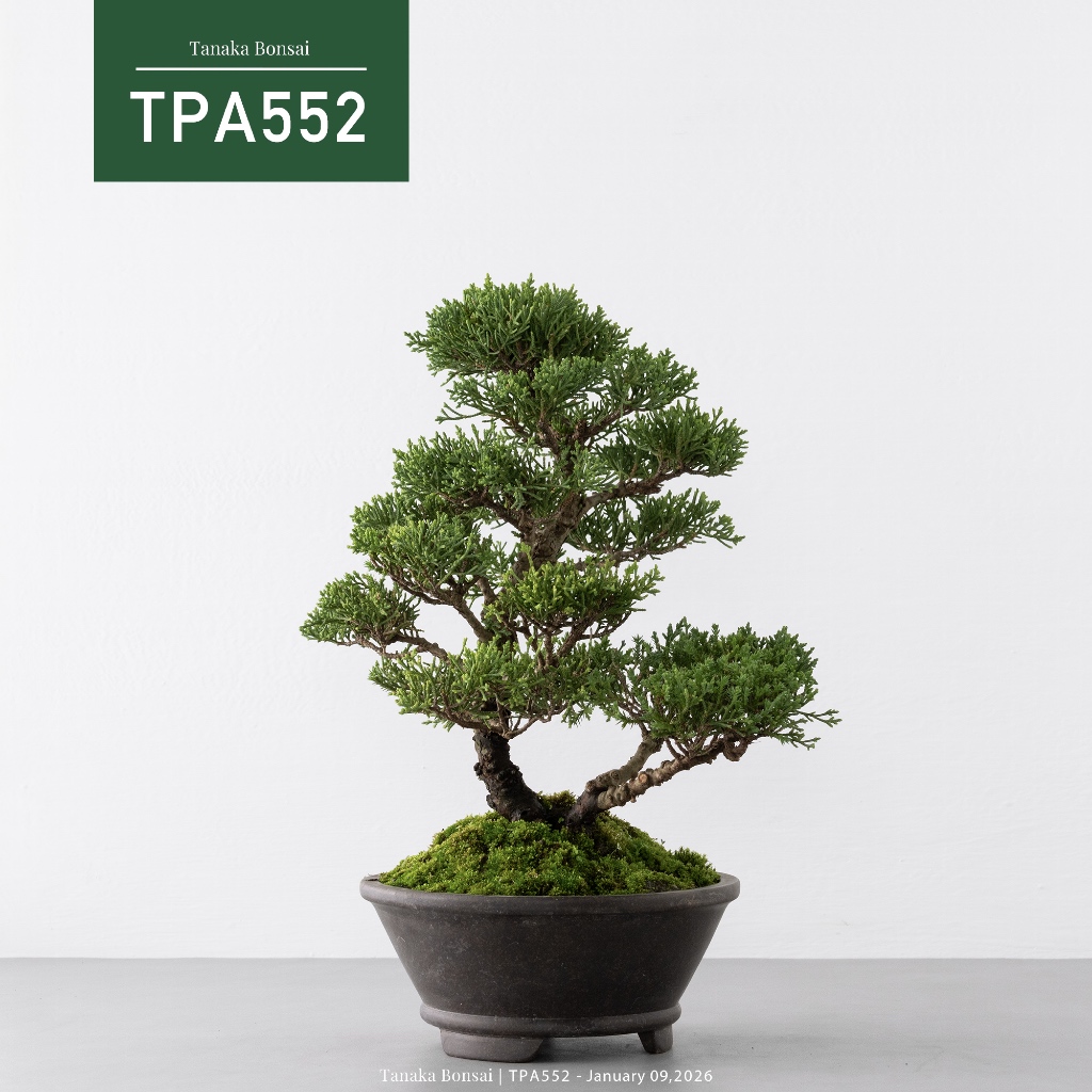 Tanaka Bonsai】TPA552 紀州真柏/鐵柏盆景｜松柏盆栽| 蝦皮購物