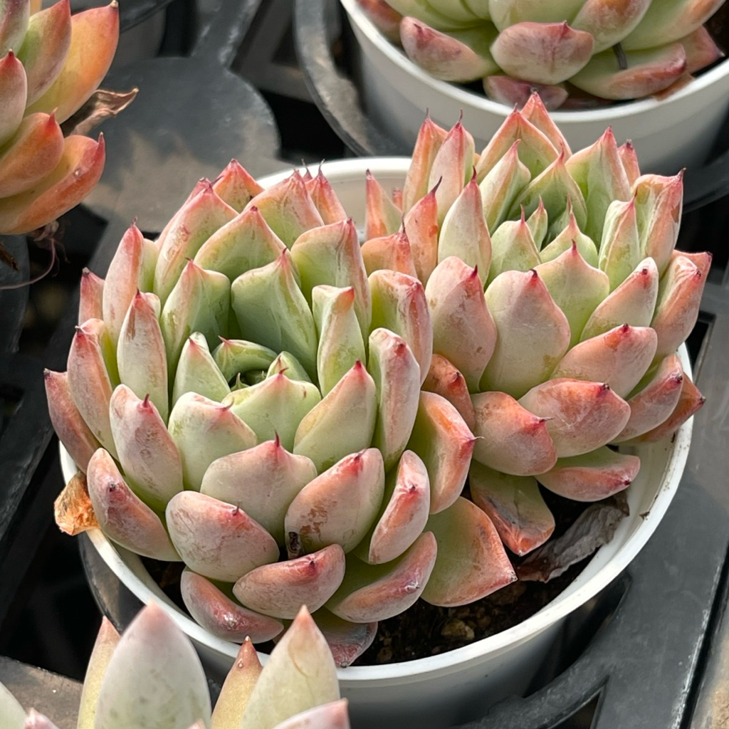 黑天鵝雙芽微笑多肉植物園藝多肉植物新手入門推薦小盆栽療癒系懶人植物
