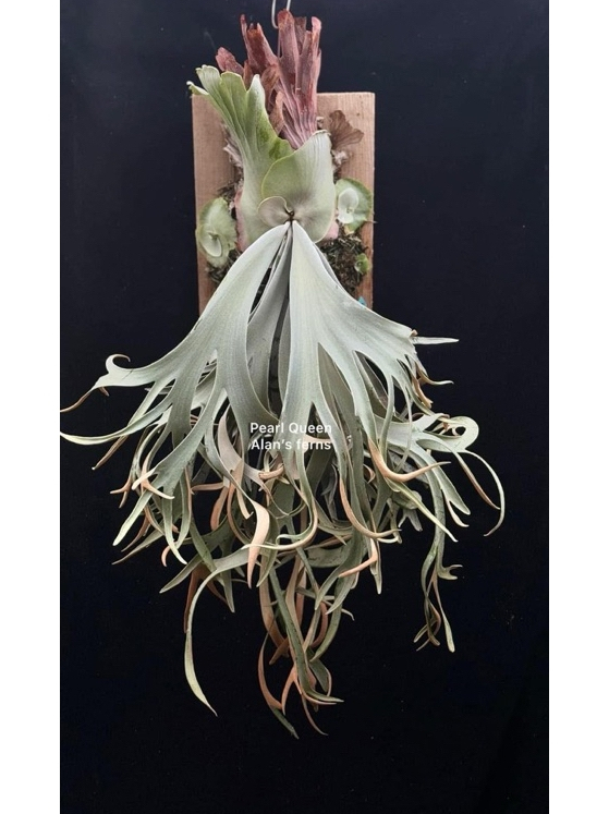台中鹿角蕨-平凡之鹿willinckii pearl queen 珍珠皇后孢子苗| 蝦皮購物