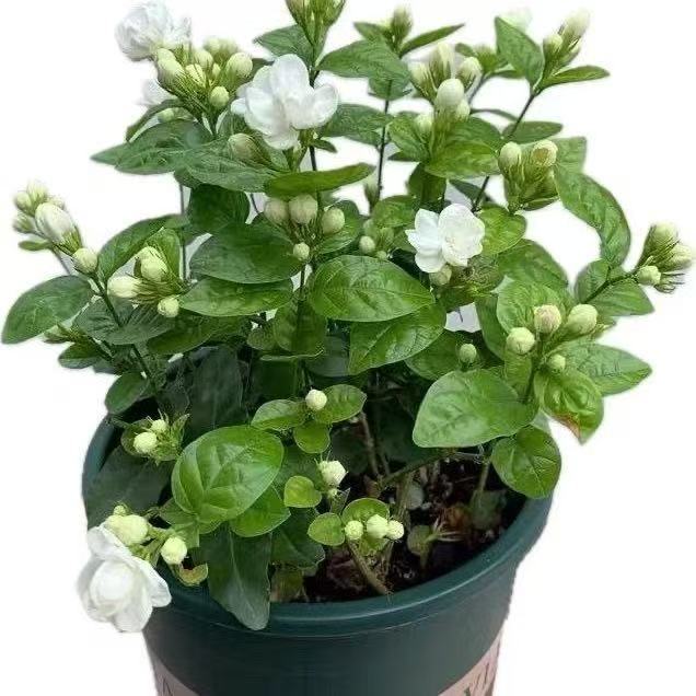 香水茉莉花 茉莉花 盆栽 茉莉花 香水茉莉濃香茉莉花盆栽驅蟲輻蚊四季