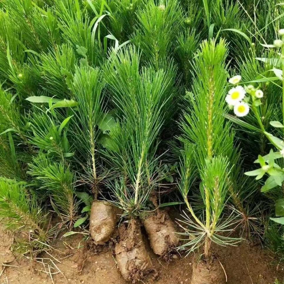 日本黑松｜優惠推薦 - 蝦皮購物 - 2026年7月