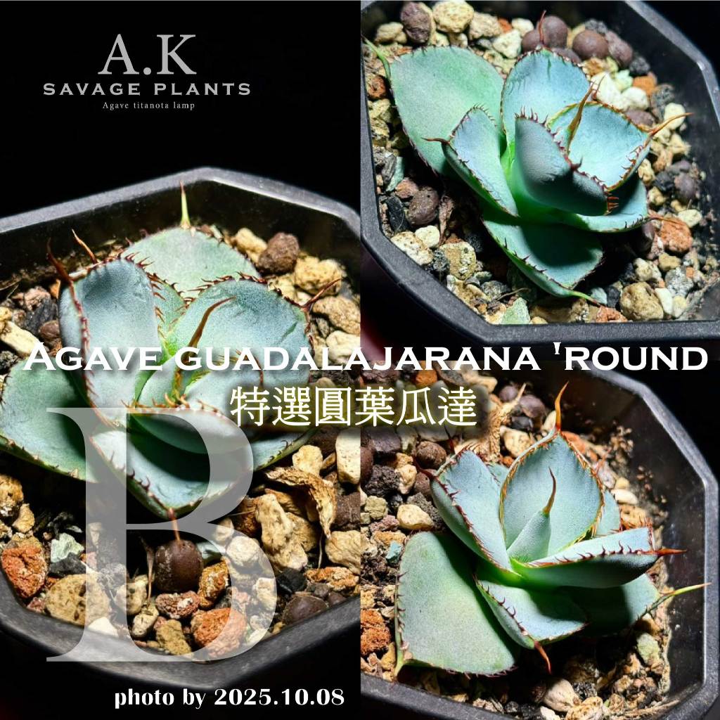 A.K SAVAGE PLANTS》Guadalajarana圓葉瓜達『一物一拍』龍舌蘭｜嚴龍