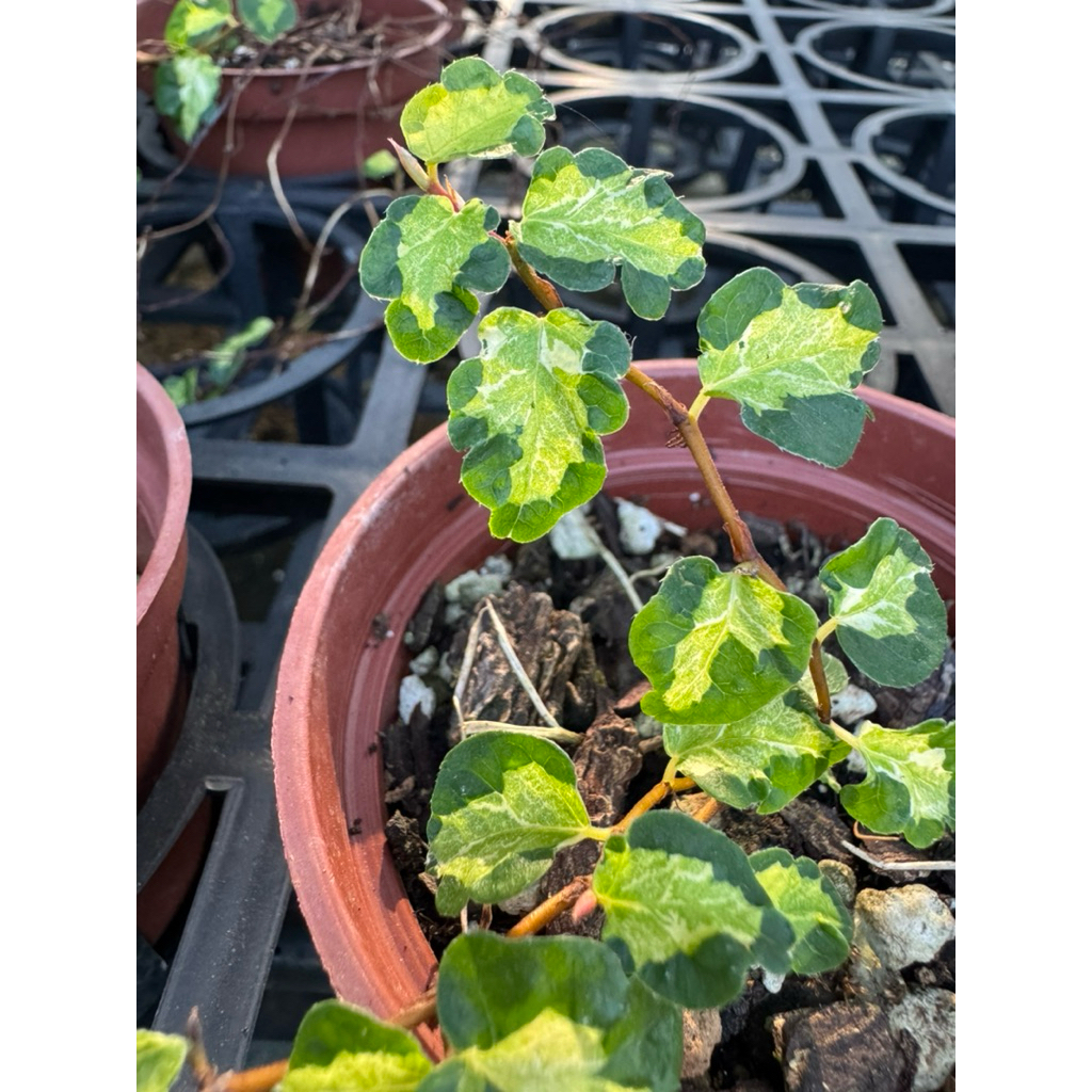 Ficus pumila 'Curly' 黃捲薜荔/斑葉薜荔/觀葉植物 | 蝦皮購物
