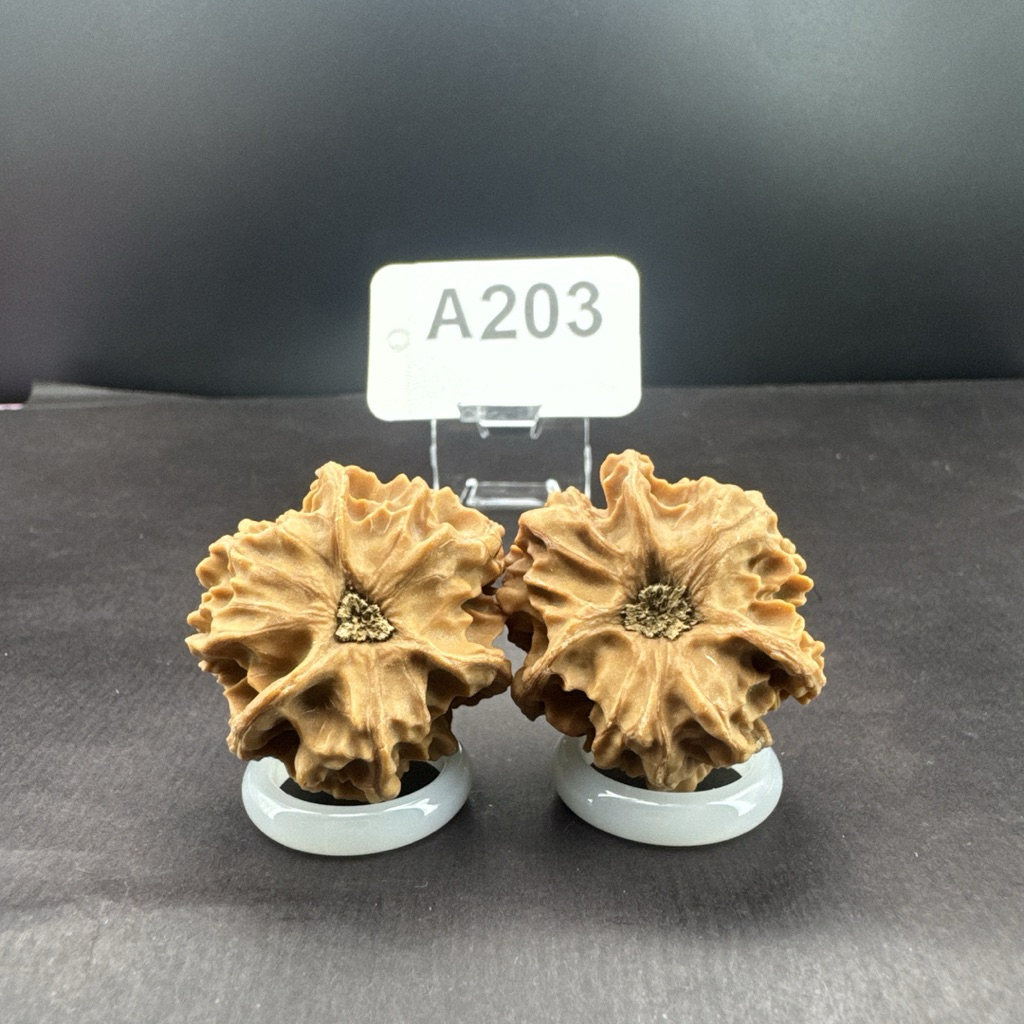 文玩核桃三棱正奔岐山獅子頭33/32/30無修#203 | 蝦皮購物