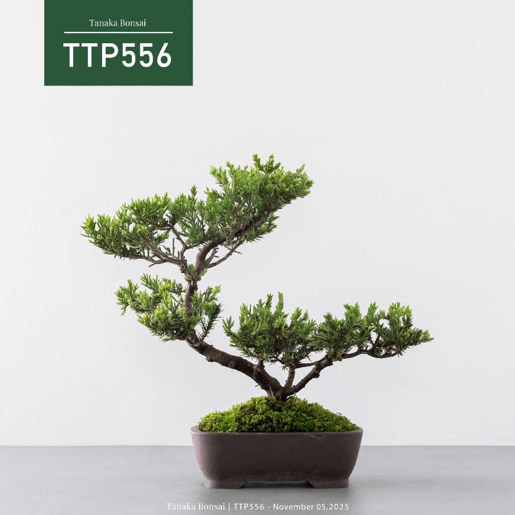 松柏- 優惠推薦- 2026年6月| 蝦皮購物台灣