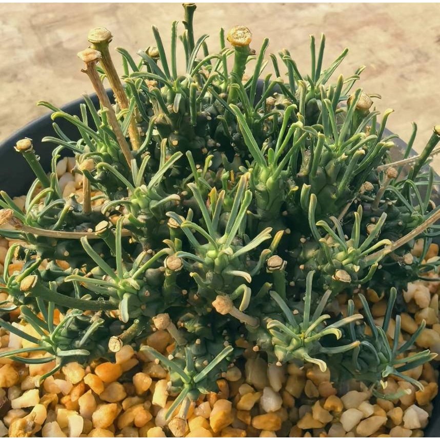 塊根英雄】白頭龍大戟種子/Euphorbia pentops/大戟科/藍肌剽悍外型的