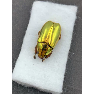 昆蟲🪲標本🐞福利社, 線上商店| 蝦皮購物