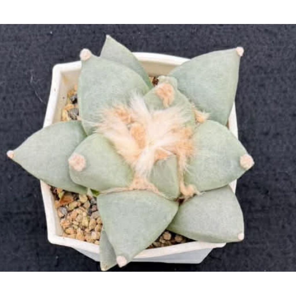 青瓷牡丹- 優惠推薦- 2026年3月| 蝦皮購物台灣