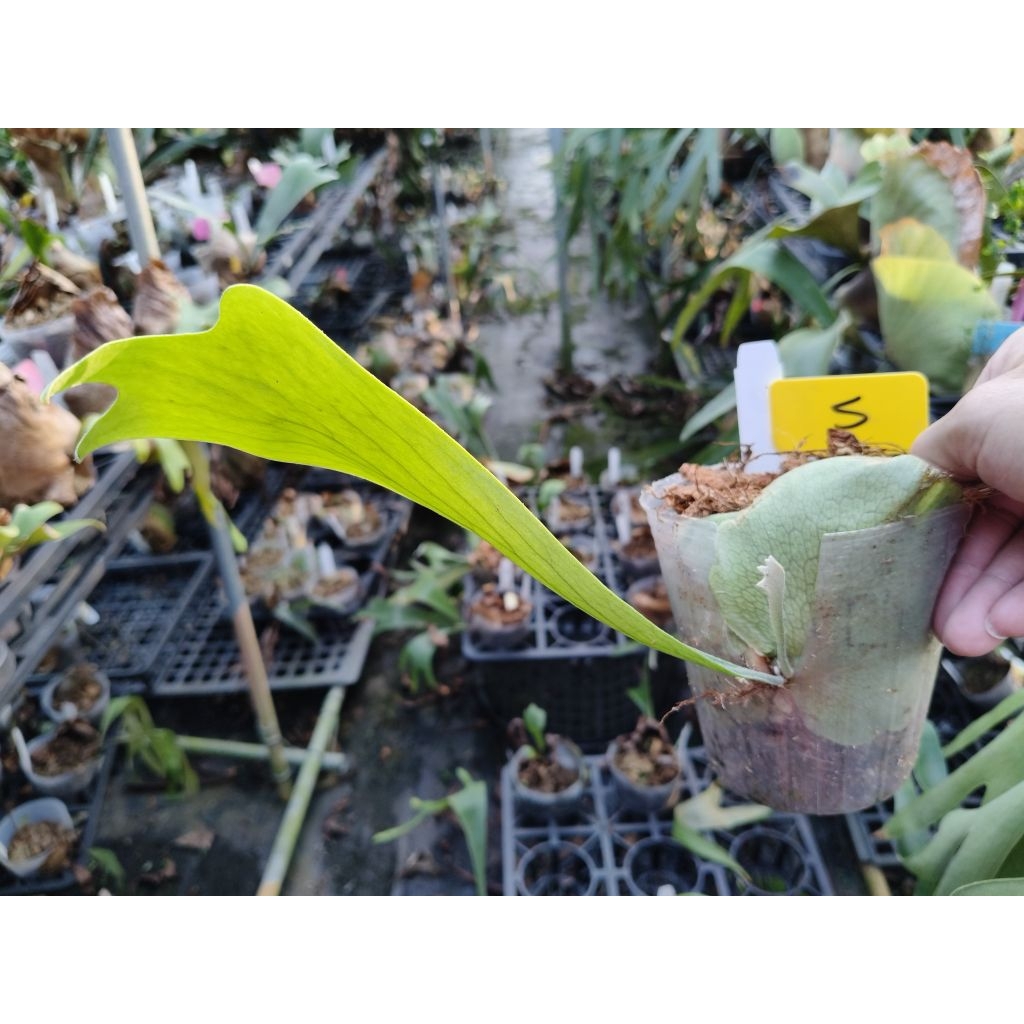 P. bifurcatum dwarf (KFL) 鹿角蕨| 蝦皮購物