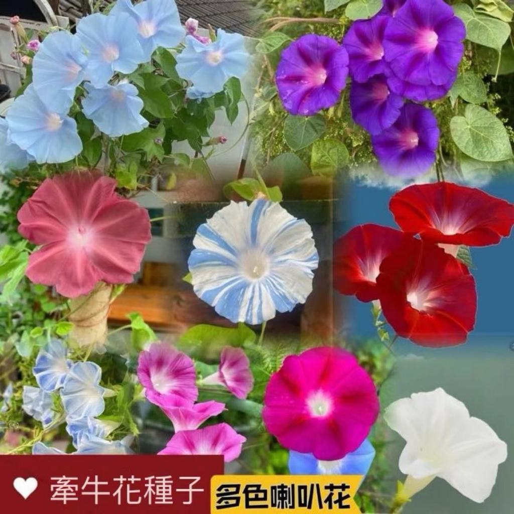 牽牛花｜優惠推薦- 蝦皮購物- 2026年8月