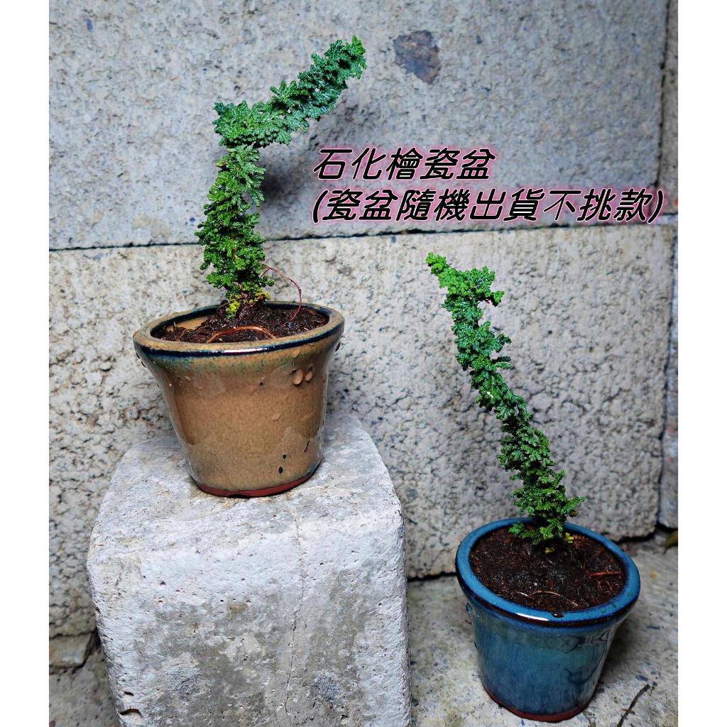 石化檜3.5吋活化石迷你盆栽盆小品盆栽•盆景•觀賞•造景盆石化柏石化檜木