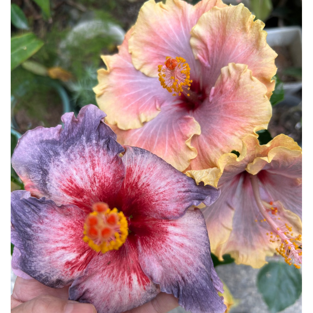 扶桑/枝條/手心的薔薇/水沙漣夜空/青花瓷/秋紅谷/扶桑/ | 蝦皮購物