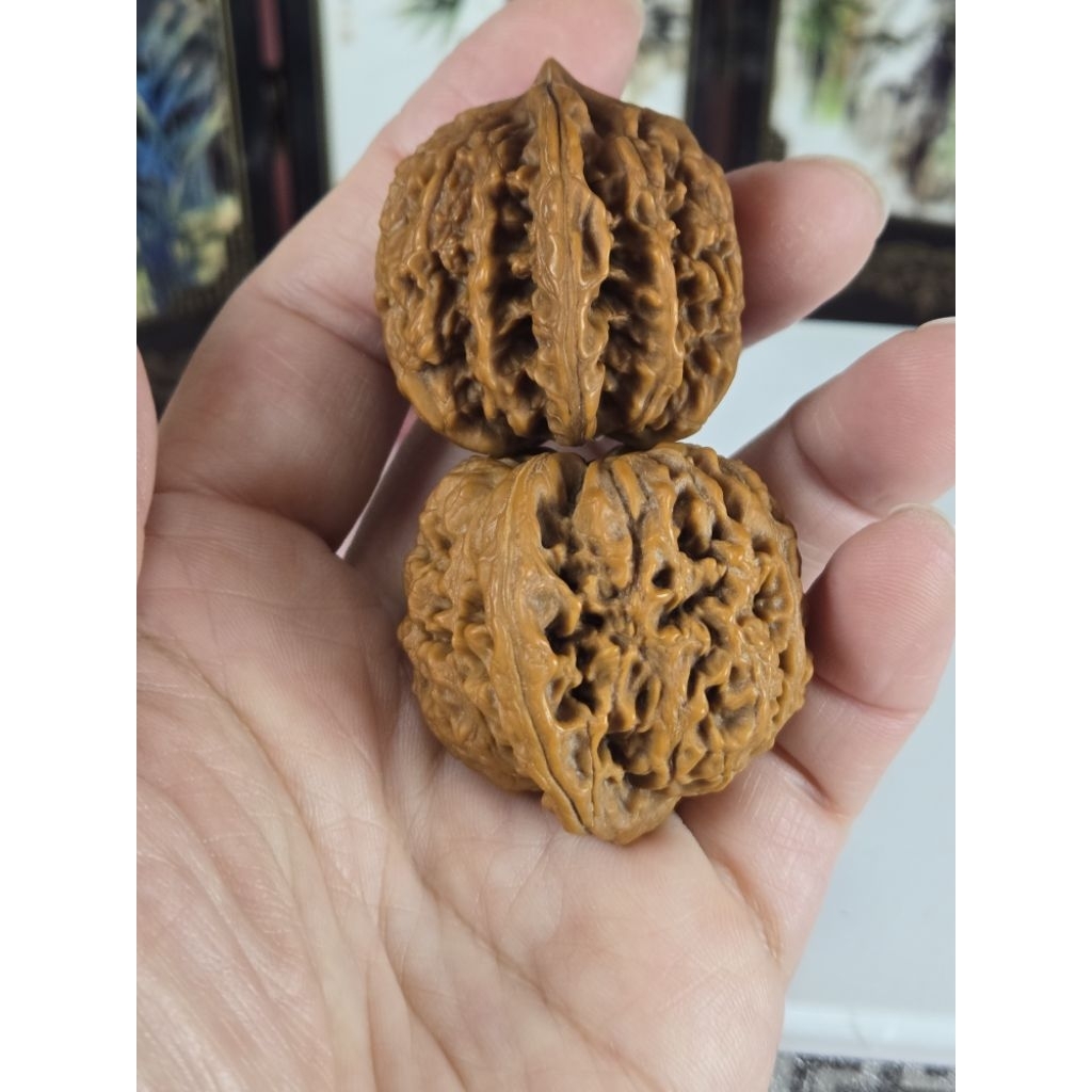 文玩核桃 磨盤獅子頭 老款磨盤悶尖獅子頭38-41精品正磨