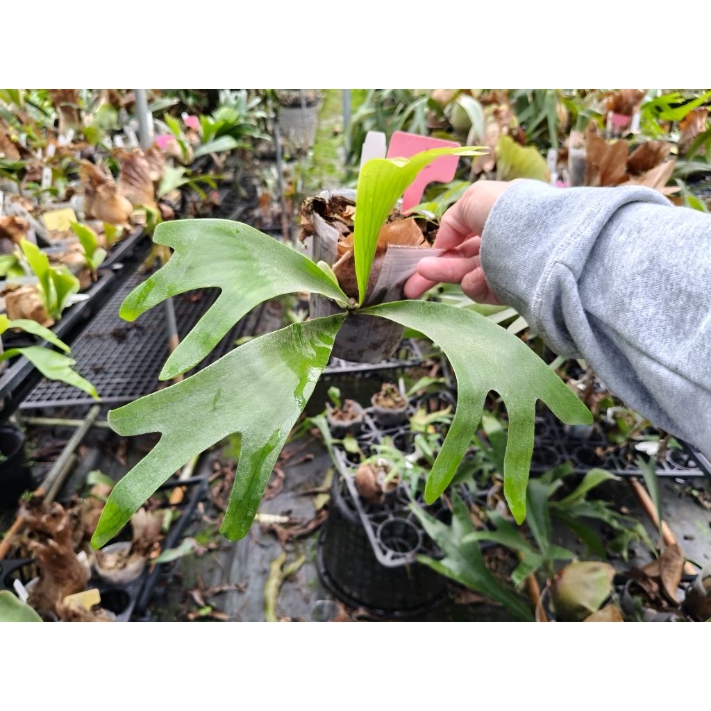 P. bifurcatum dwarf (KFL) 鹿角蕨| 蝦皮購物
