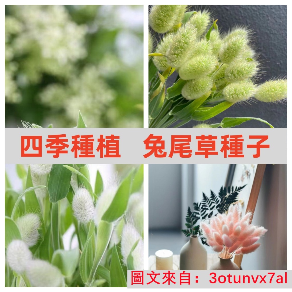 新鮮種子100粒『兔尾草種子』多款兔尾草種子 矮蒲葦 兔尾草種子 觀賞草種子耐寒耐熱易種植 花卉種子陽台庭院種植新手適種 | 蝦皮購物