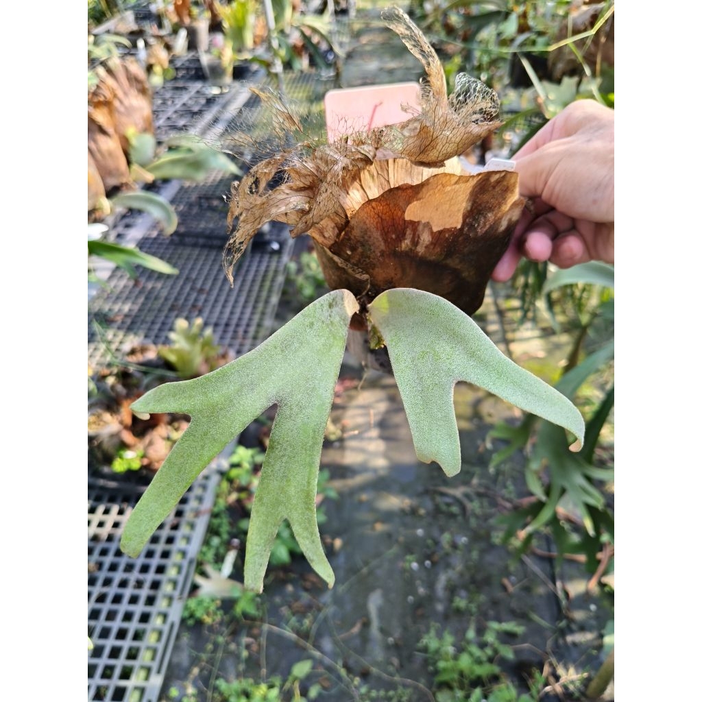 P. willinckii cv. Scofield tatsuta 鹿角蕨| 蝦皮購物