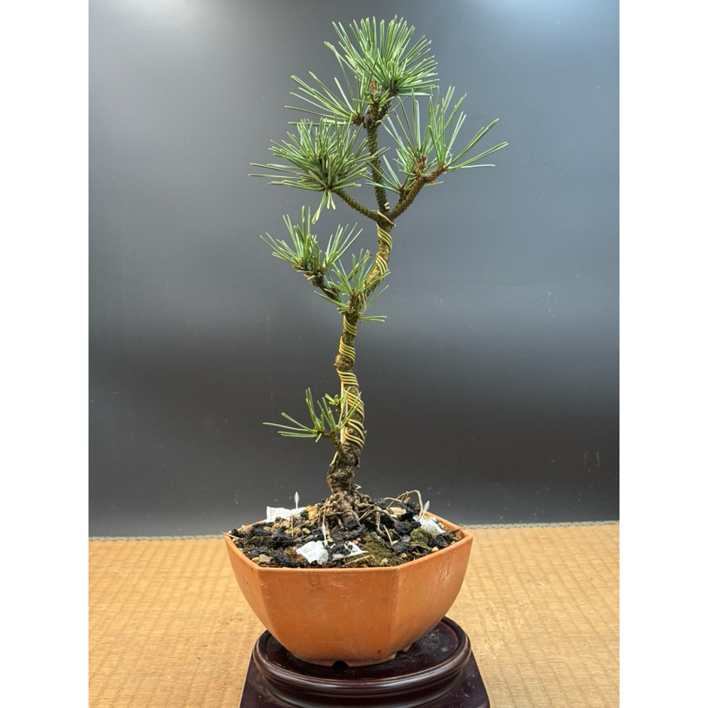 日本進口品種盆栽- 旭龍黑松| 蝦皮購物
