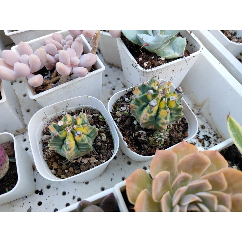 多肉植物，黃色緋牡丹錦 | 蝦皮購物