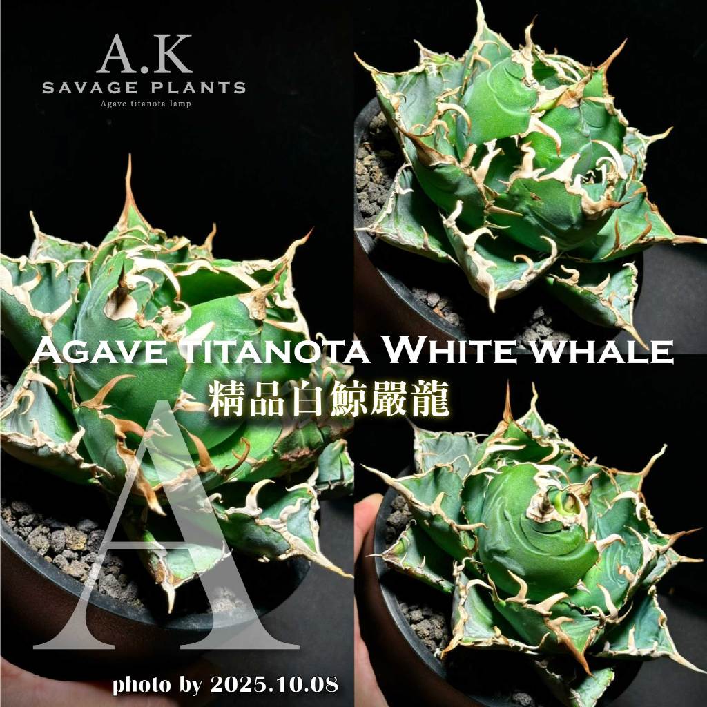 A.K SAVAGE PLANTS》WHITE WHALE白鯨嚴龍『一物一拍』龍舌蘭｜嚴龍