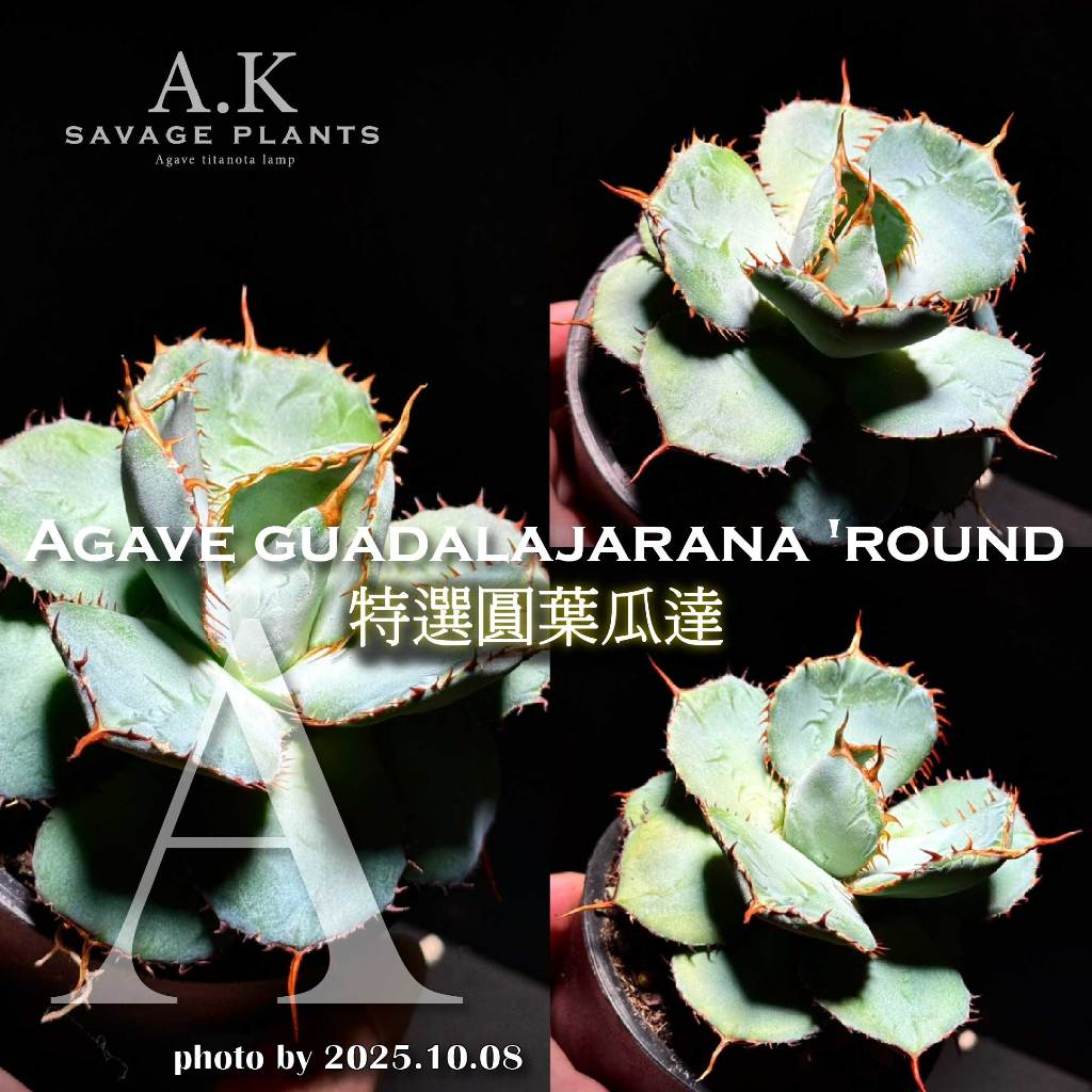 A.K SAVAGE PLANTS》Guadalajarana圓葉瓜達『一物一拍』龍舌蘭｜嚴龍