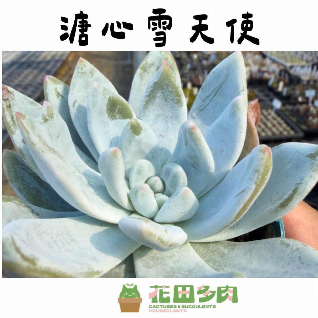 花田多肉》🌵【溏心雪天使］ 3吋盆多肉植物/多肉/戶外植物/景天科